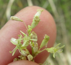 Silene chersonensis