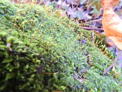 Rhynchostegium confertum