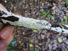 Byssomerulius corium