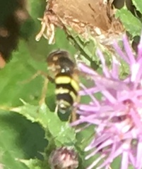Chrysotoxum bicinctum