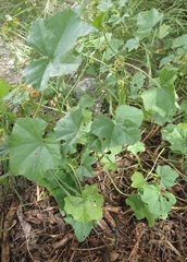 Malva