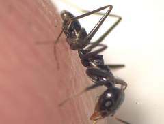 Dorymyrmex