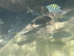 Acanthurus tractus
