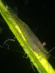 Palaemon adspersus