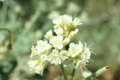 Eriogonum leptocladon ramosissimum