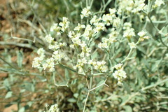 Eriogonum leptocladon ramosissimum