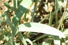 Eriogonum leptocladon ramosissimum