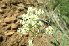 Eriogonum leptocladon ramosissimum