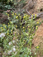 Senecio sylvaticus