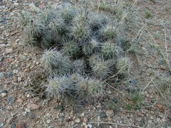 Tephrocactus alexanderi