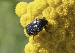 Oxythyrea cinctella
