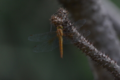 Tholymis tillarga