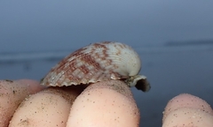 Clinocardium nuttallii