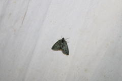Hydriomena