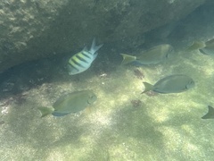 Acanthurus tractus