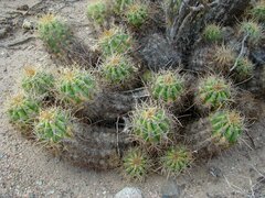Trichocereus candicans