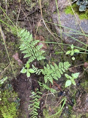 Myriopteris fendleri