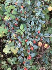 Cotoneaster franchetii