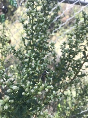 Paradejeania rutilioides