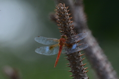 Tholymis tillarga