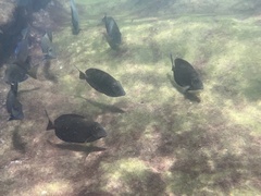 Acanthuridae