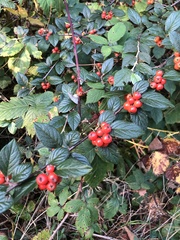 Cotoneaster franchetii