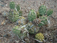 Tephrocactus articulatus