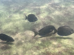 Acanthuridae