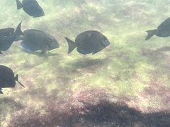 Acanthuridae