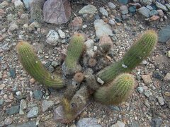 Trichocereus strigosus