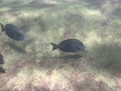 Acanthuridae