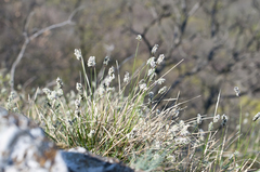 Sesleria sadleriana