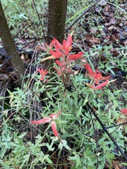 Castilleja tenuiflora