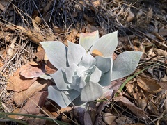 Dudleya pulverulenta