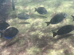 Acanthuridae