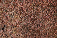 Crassula natans