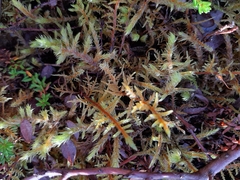 Hylocomium splendens