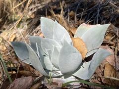 Dudleya pulverulenta