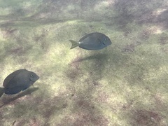 Acanthuridae