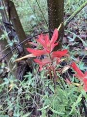 Castilleja tenuiflora