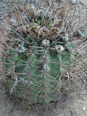 Echinopsis leucantha