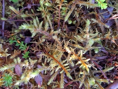 Hylocomium splendens