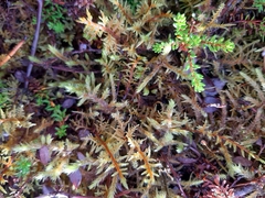 Hylocomium splendens