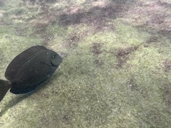 Acanthuridae