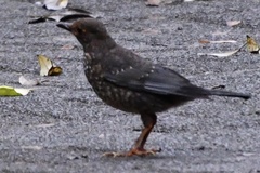 Turdus simillimus