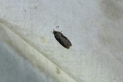 Semioscopis packardella