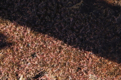 Crassula natans