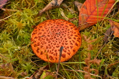 Suillus spectabilis