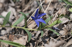 Vinca herbacea