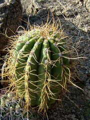 Trichocereus terscheckii